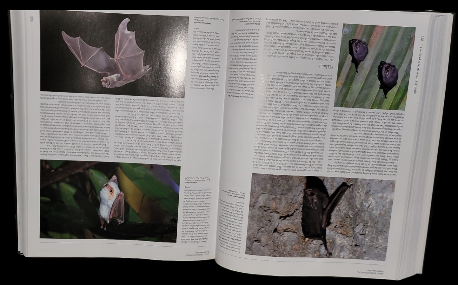 HANDBOOK Of The Mamals Of The World Volume 9 Bats