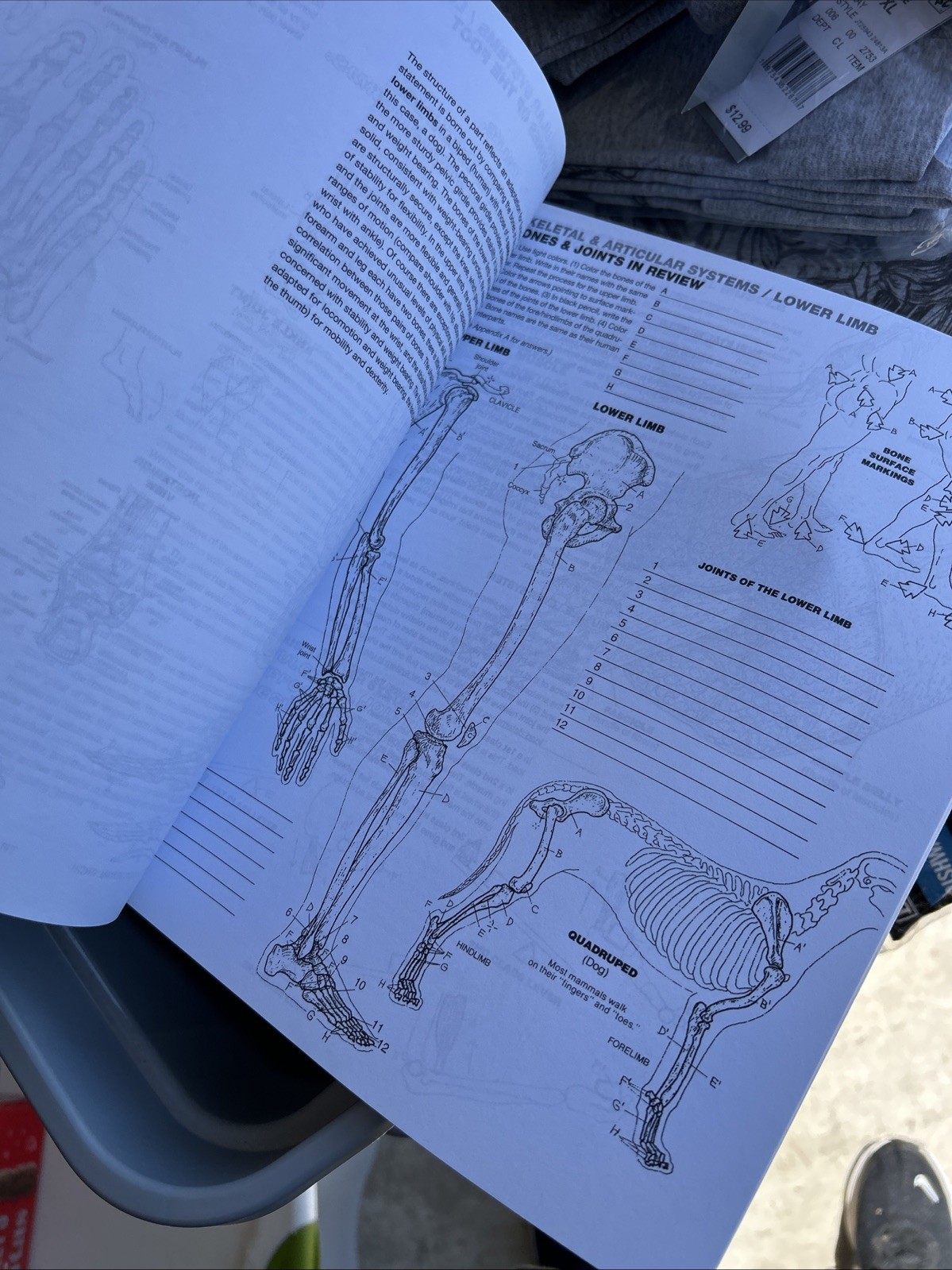 Anatomy Coloring Book by Wynn Kapit and Lawrence Elson (2013, Trade Paperback)