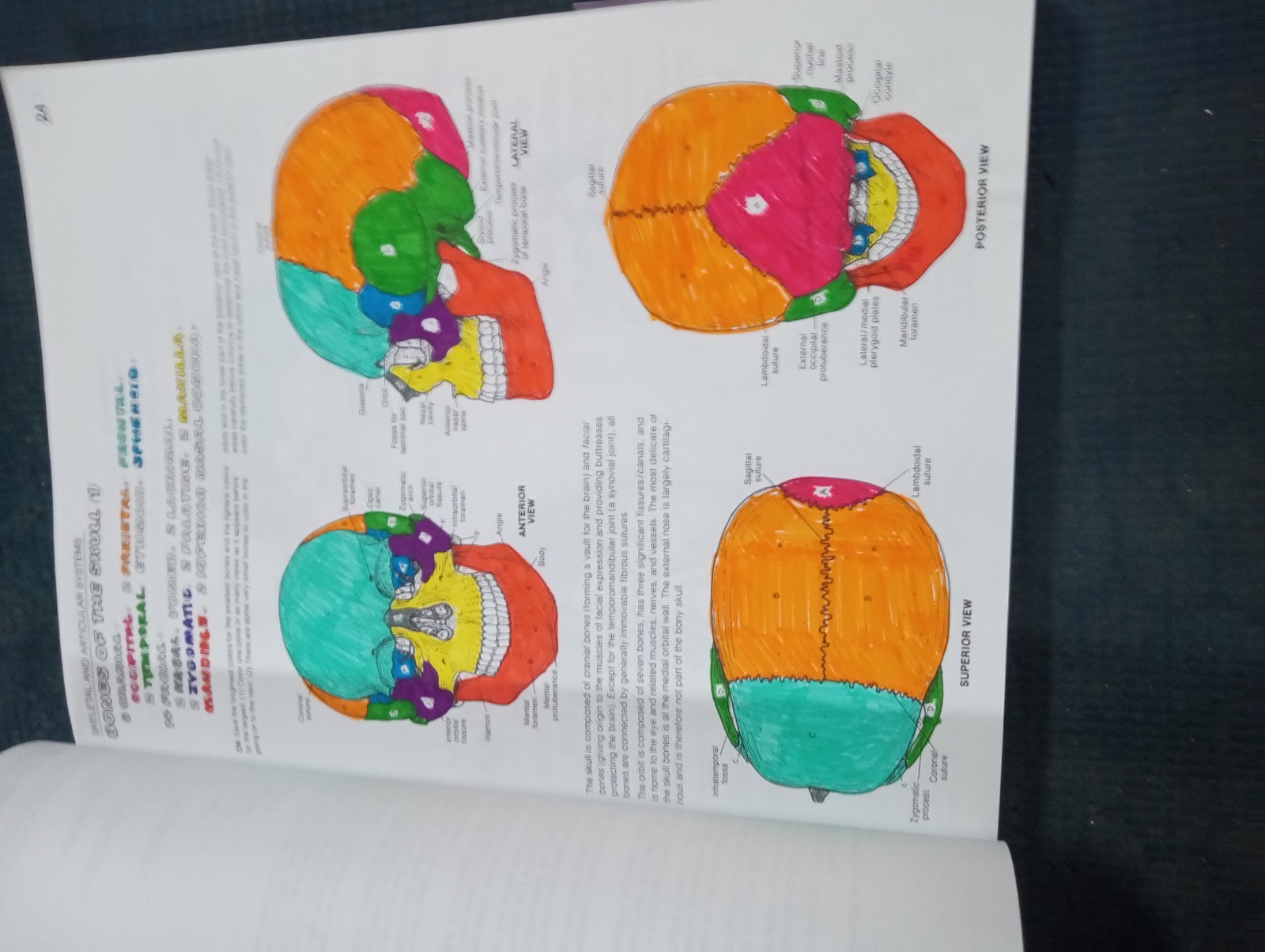 The Anatomy Coloring Book – paperback Kapit, Wynn|Elson, Lawrence M.