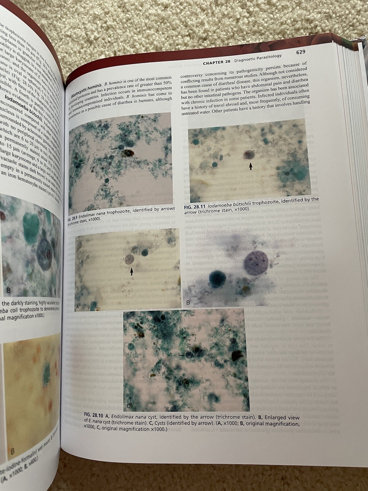 Textbook of Diagnostic Microbiology by Donald C. Lehman and Connie R. Mahon…