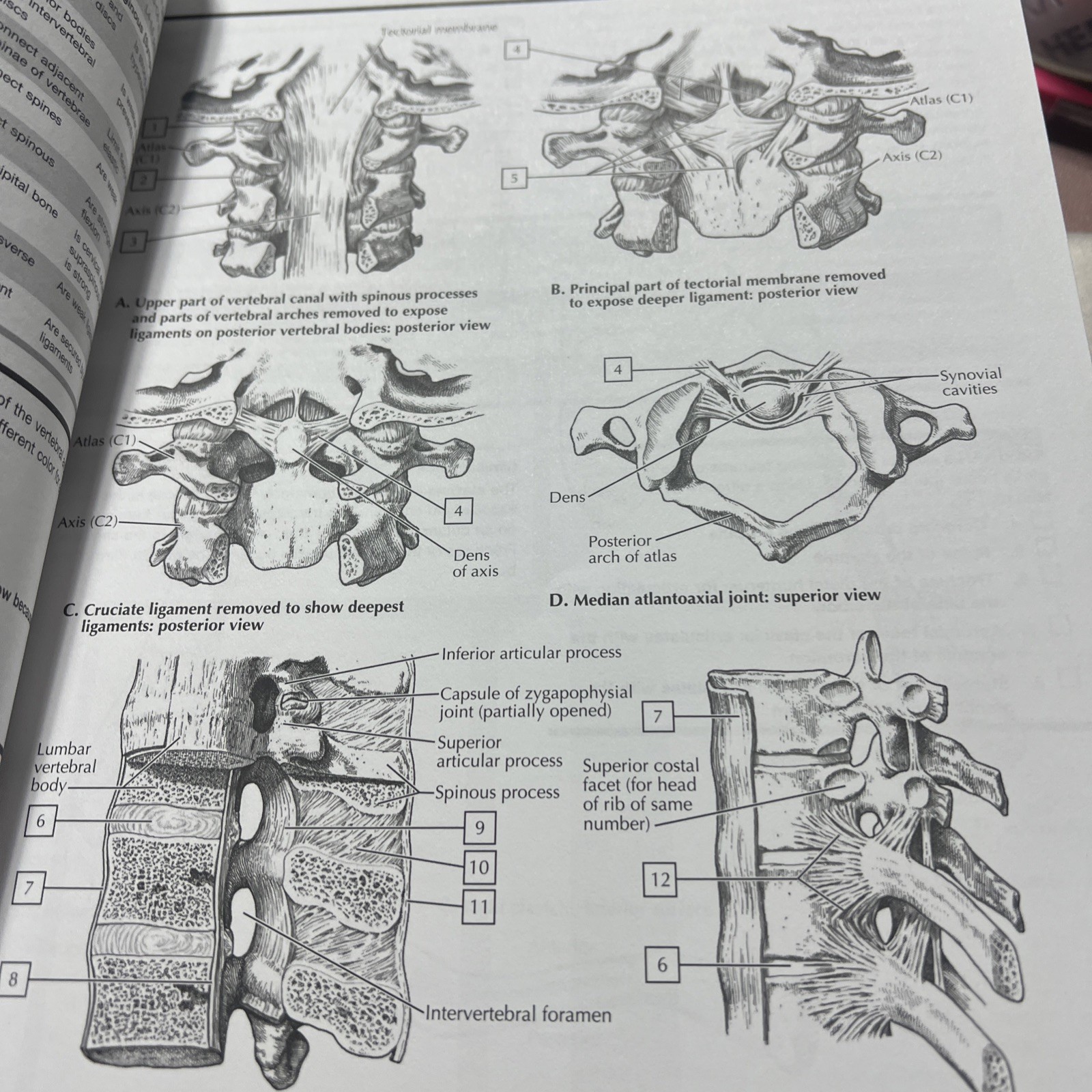 isbn 9780323545037, Netter’s Anatomy Coloring Book, 2nd edition, John T. Hansen