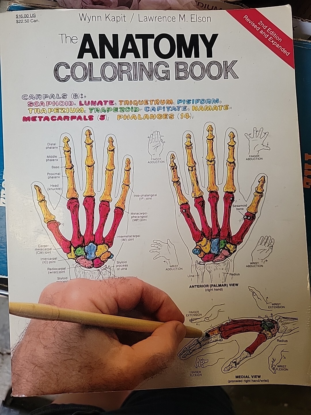 The Anatomy : Coloring Book by Lawrence M. Elson and Wynn Kapit (1997, Trade…