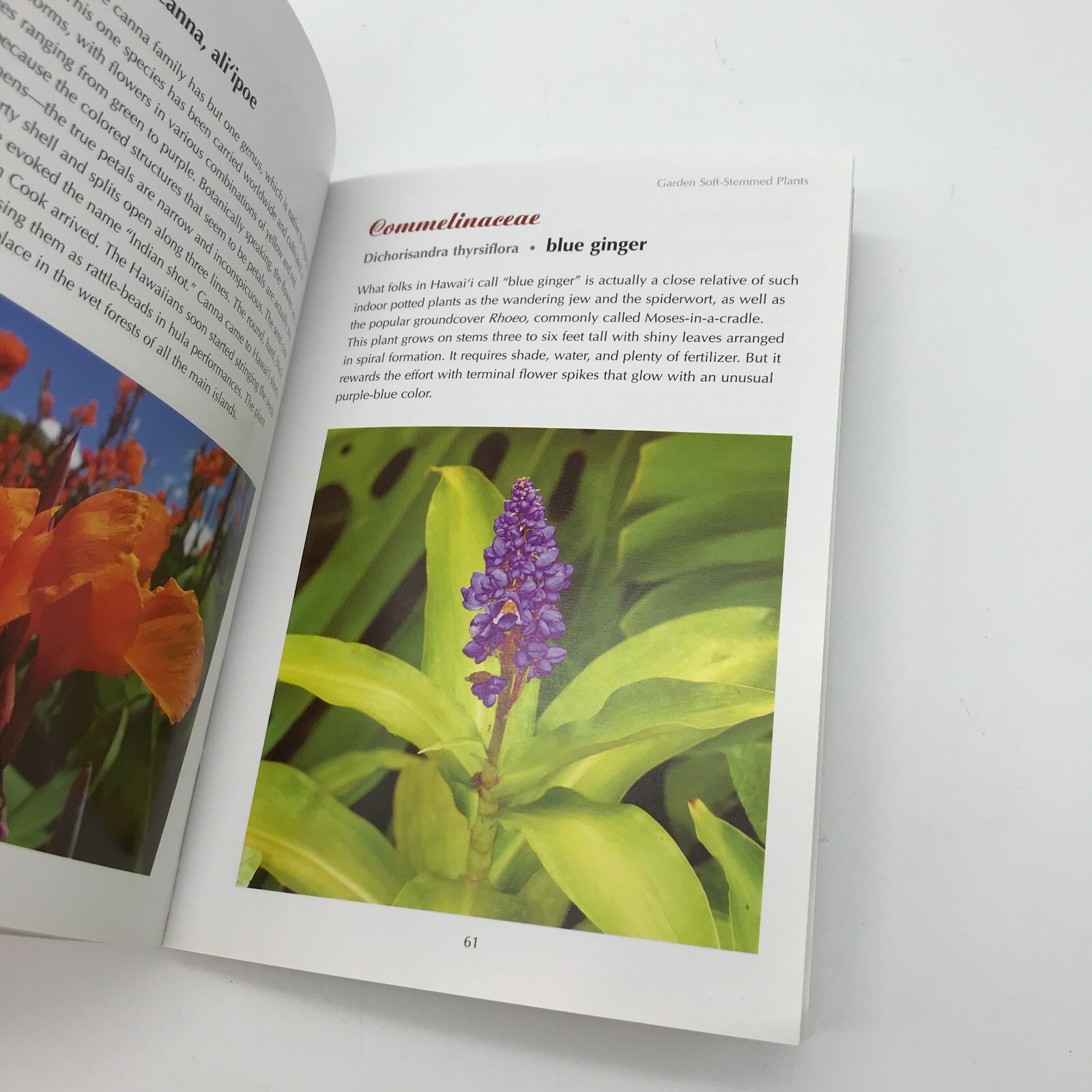 Flowers and Plants of Hawai’i Book Pocket Guide by Paul Wood Paperback