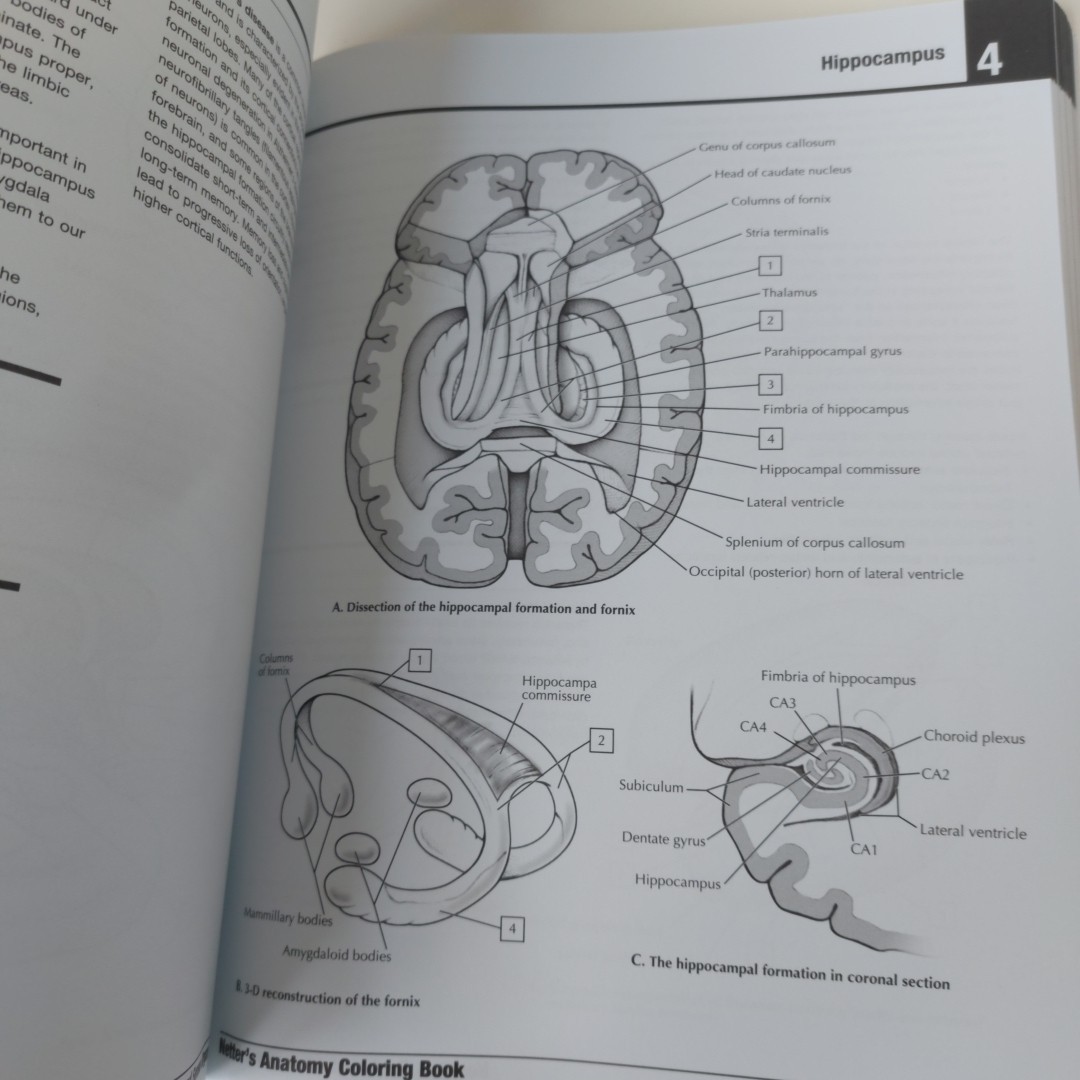 Netter’s Anatomy Coloring Book 3rd Edition by John T Hansen, Excellent Condition