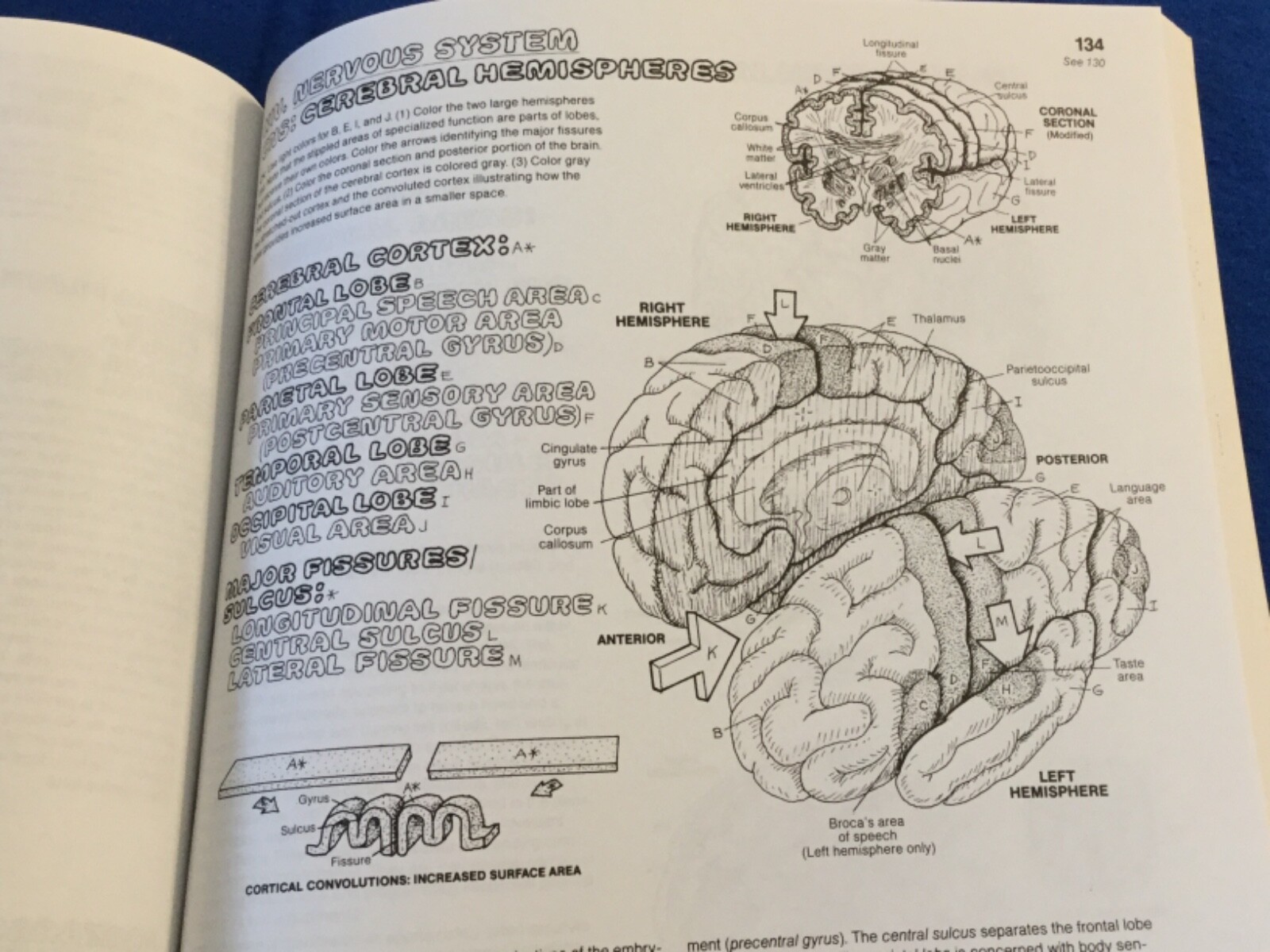 The ANATOMY Coloring Book 2nd Edition Revised & Expanded 1993 Kapit/Elson
