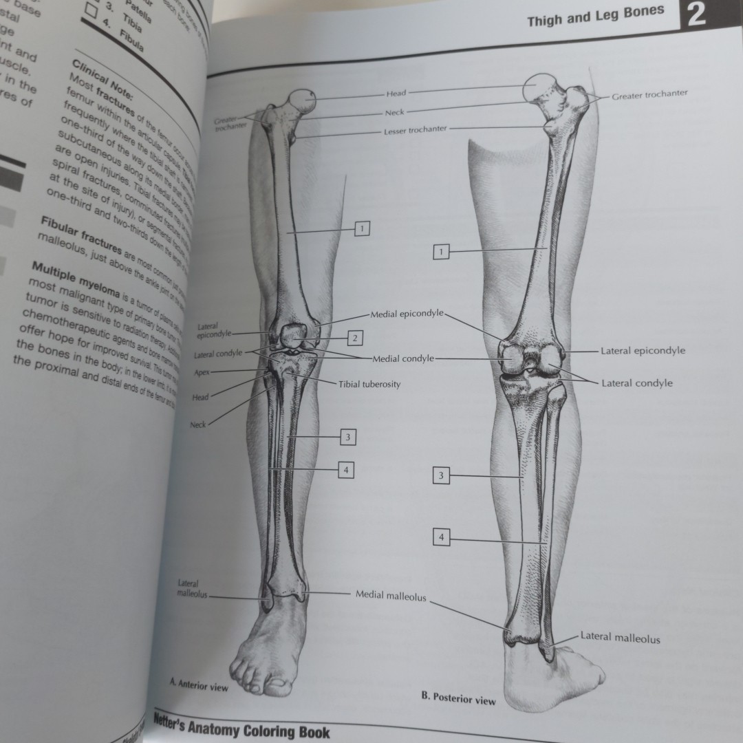 Netter’s Anatomy Coloring Book 3rd Edition by John T Hansen, Excellent Condition